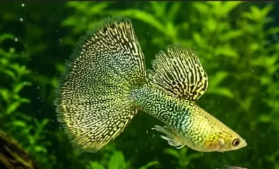 Golden Lace Guppy