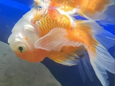 Goldfish Swim Bladder Disorder