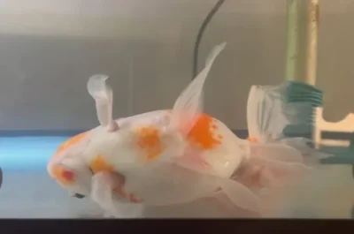 Goldfish Swimming Sideways