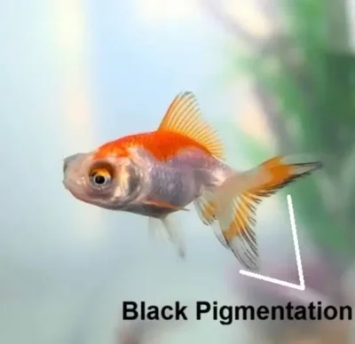 Goldfish Turning Black on the Fins 
