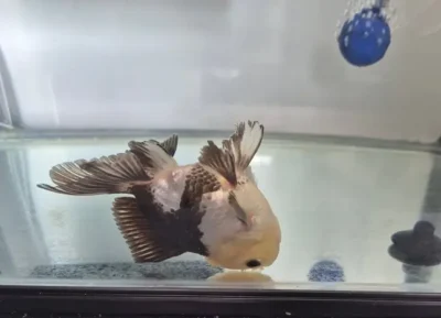Goldfish Upside Down at the Bottom of the Tank