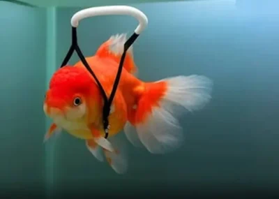 Goldfish Wheelchair