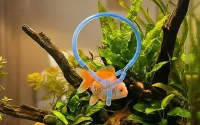 Goldfish Wheelchair