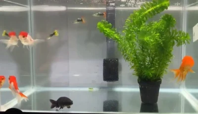 Goldfish and guppy together