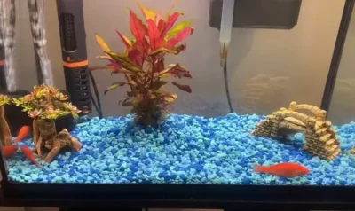 Goldfish not eating after water change
