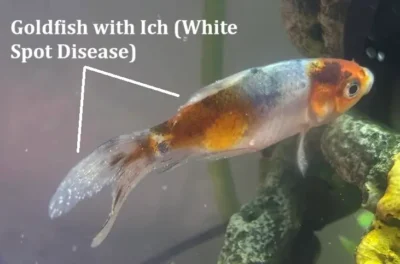 Goldfish with Ich- white spots