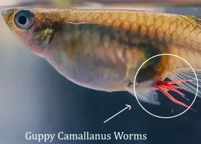 Guppy Camallanus Worms 