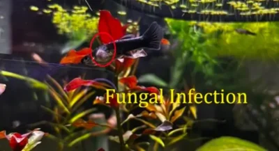 Guppy Fungal infection 