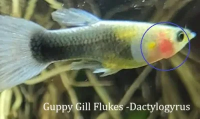 Guppy Gill Flukes-Dactylogyrus 