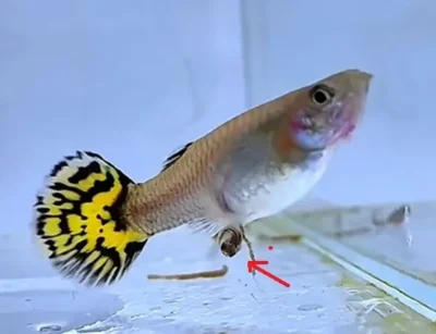Female guppy giving birth to live fry