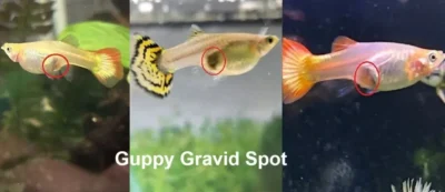 Guppy Gravid Spot 