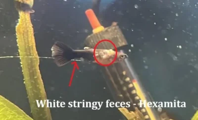 Guppy Hexamita with white poop 