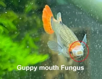 Guppy Mouth Fungus 