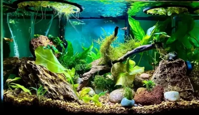 Guppy Tank Setup