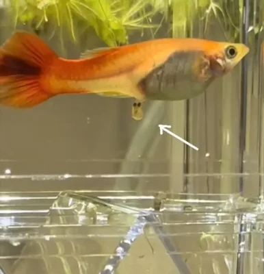 Guppy giving Birth in a Breeding box live