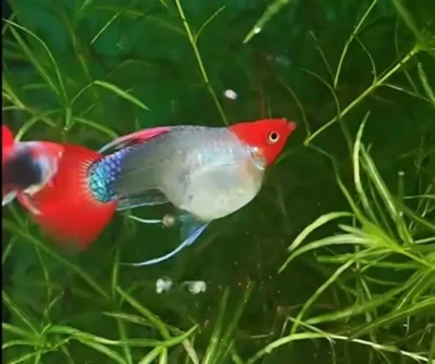 Guppy giving birth in a community tank 