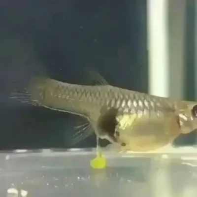 Guppy laying yellow balls 