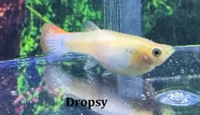 Female Guppy with dropsy 