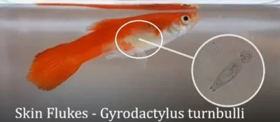 Gyrodactylus turnbulli in guppies 