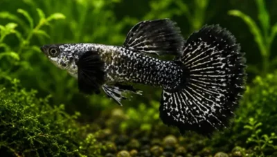 Half-Black Guppy 