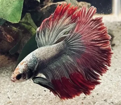 Halfmoon Betta