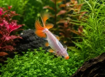 Jikin Goldfish