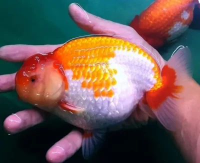 Jumbo ranchu goldfish 