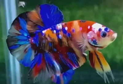 Koi Betta
