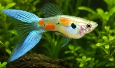 Lyretail guppy 