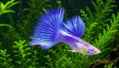 Metal Sky Blue Guppy