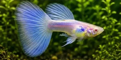 Metal guppy