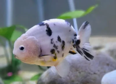 Milk Cow Ranchu goldfish 