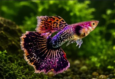 Multi-Colored guppy 