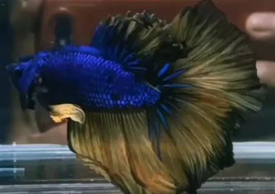 Mustard Gas Betta