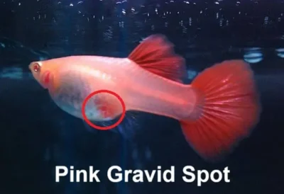 Pink Gravid Spot on Guppy 