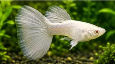 Platinum guppy