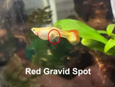 Red Gravid spot on guppy