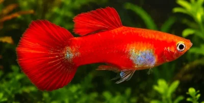 Roundtail Guppy 