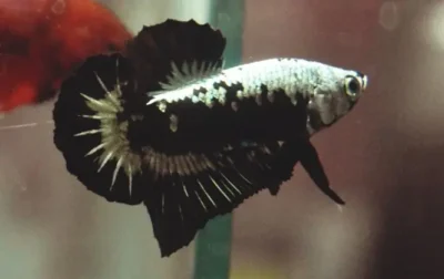 Samurai Betta