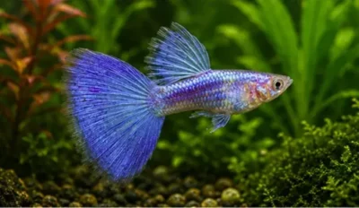 Solid guppy 