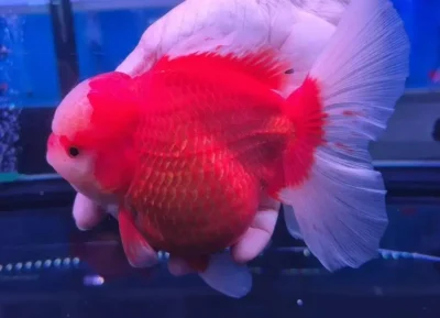 Thai Oranda Goldfish