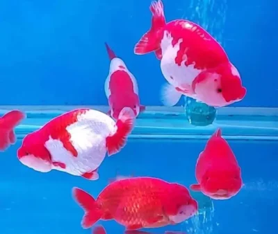 Thai Ranchu Goldfish 