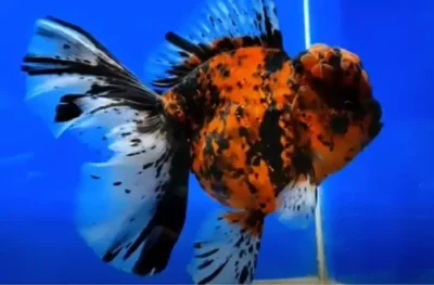 Tiger oranda