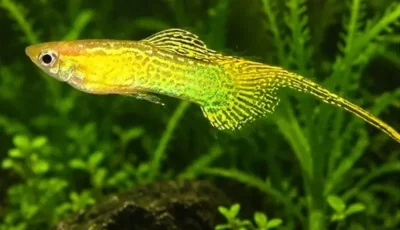 Top swordtail guppy 