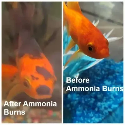 Goldfish Turning Black on the Head 