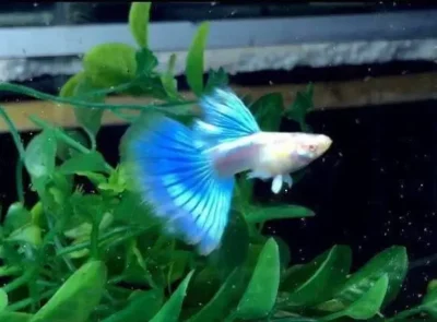 albino blue guppy 