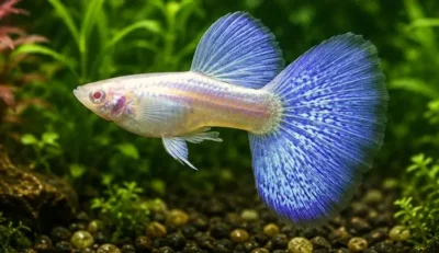 albino guppy 