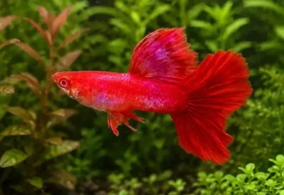 albino real red eye guppy