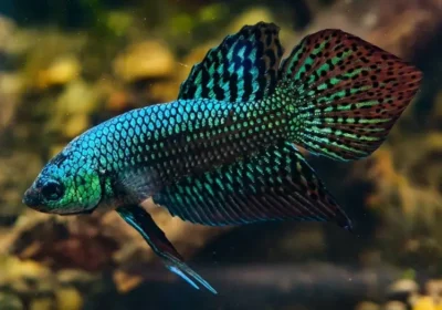 alien betta