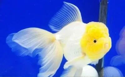 beautiful oranda goldfish
